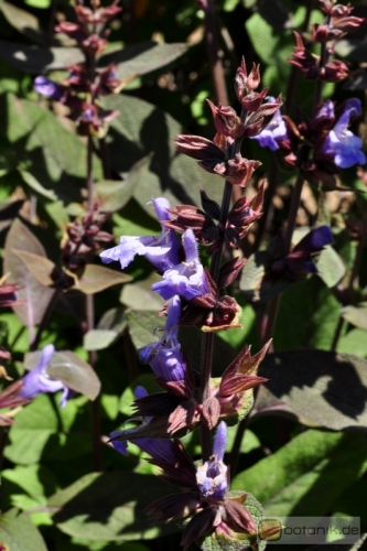 Salvia officinalis 'purpurea' -- Salbei
